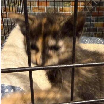 Domestic Medium Hair Cats Available for Adoption in Austin, Texas - Salted Caramel | PetCurious