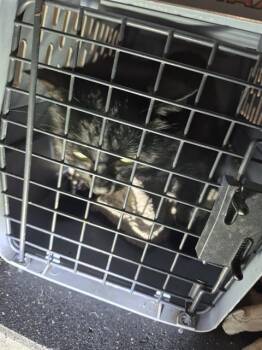 WURZBACH -  Domestic Short Hair Cat for Adoption in San Antonio, Texas - WURZBACH | PetCurious