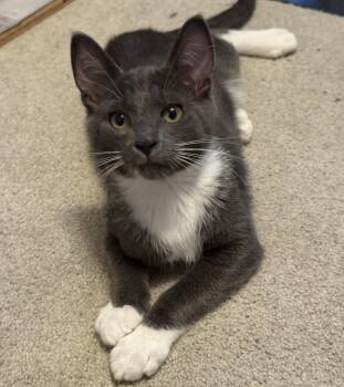 Dale (with Ember) -  Domestic Short Hair Cat for Adoption in Silverton, Oregon - Dale (with Ember) | PetCurious
