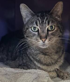 Domestic Short Hair Cats Available for Adoption in Santa Cruz, California - WHINNIE | PetCurious