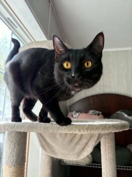Oliver -  Domestic Short Hair Cat for Adoption in Ona, West Virginia - Oliver | PetCurious