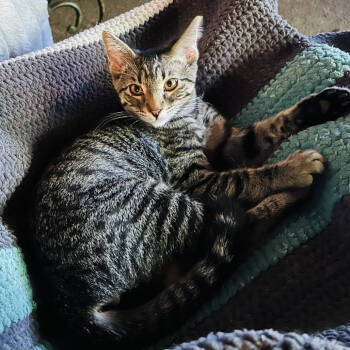 Rescue Domestic Short Hair Cats for Adoption in Ashland, Oregon - Fuzz | PetCurious