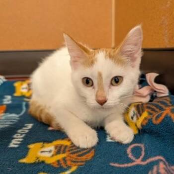 Vanessa -  Domestic Short Hair Cat for Adoption in Rochester, Minnesota - Vanessa | PetCurious