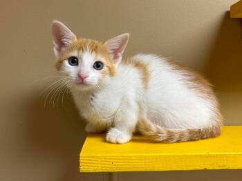 Leo -  Domestic Short Hair Cat for Adoption in Maryville, Missouri - Leo | PetCurious