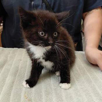 Domestic Short Hair Cats Available for Adoption - WAYLON | PetCurious