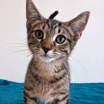 Jamie -  Domestic Short Hair Cat for Adoption in Belmont, New York - Jamie | PetCurious