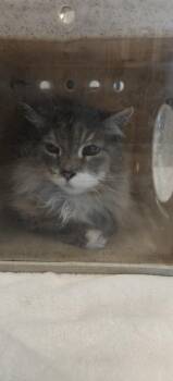 Domestic Long Hair Cats Available for Adoption - WILFORD | PetCurious