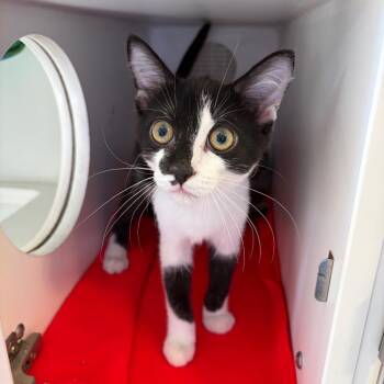 Ron -  Domestic Short Hair Cat for Adoption in Council Bluffs, Iowa - Ron | PetCurious