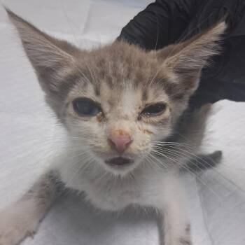 Snicket -  Domestic Short Hair Cat for Adoption in Summerville, South Carolina - Snicket | PetCurious