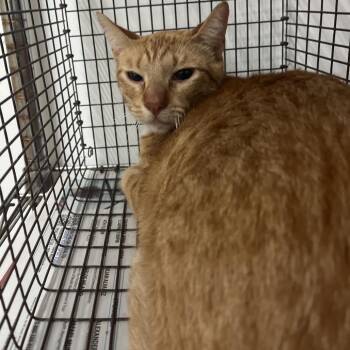 Borris -  Domestic Short Hair Cat for Adoption in Edinburg, Texas - Borris | PetCurious
