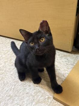 Tara (sister to Guppy) -  Domestic Short Hair Cat for Adoption in Austin, Texas - Tara (sister To Guppy) | PetCurious