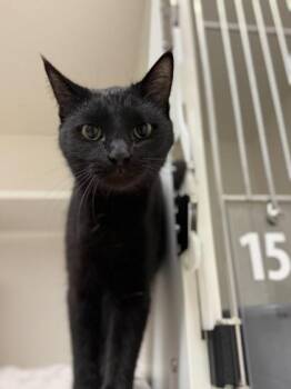Ebony -  Domestic Short Hair Cat for Adoption in Harbor Springs, Michigan - Ebony | PetCurious