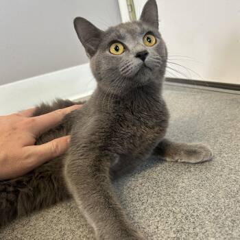 American Shorthair Cats Available for Adoption in Seward, Nebraska - Smudge | PetCurious