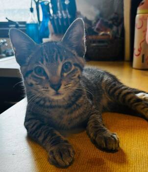 Clover -  Domestic Short Hair Cat for Adoption in Mokena, Illinois - Clover | PetCurious