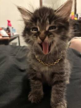 Tabby and Domestic Short Hair Cats Available for Adoption in Dallas, Texas - Reuben | PetCurious