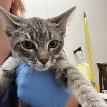 72095 -  Domestic Short Hair Cat for Adoption in Harrisonburg, Virginia - 72095 | PetCurious