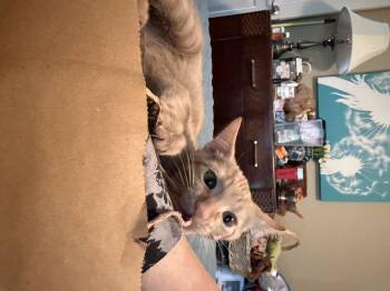 Domestic Short Hair Cats Available for Adoption in Spring, Texas - Spike - Riley Fuzzel Petsmart | PetCurious