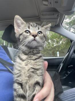 PANCAKE -  Domestic Short Hair Cat for Adoption in Charlotte, North Carolina - PANCAKE | PetCurious