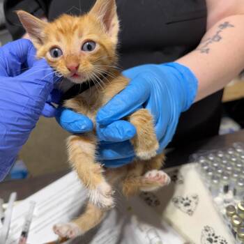 Fizzle -  Domestic Short Hair Cat for Adoption in Milton, Florida - Fizzle | PetCurious
