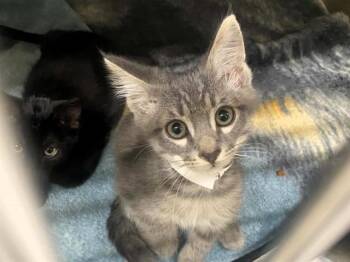 WYATT -  Domestic Short Hair Cat for Adoption in Tustin, California - WYATT | PetCurious