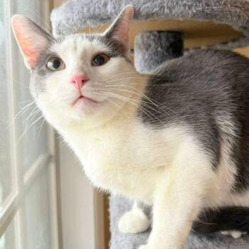 Mr. Golly -  Domestic Short Hair Cat for Adoption in Richmond, Kentucky - Mr. Golly | PetCurious