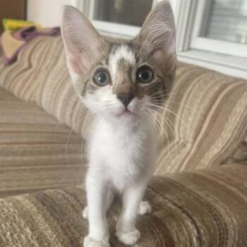 MACEY -  Domestic Short Hair Cat for Adoption in San Antonio, Texas - MACEY | PetCurious