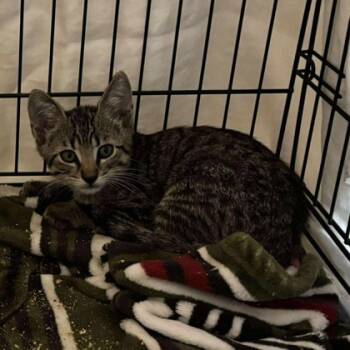 Rescue Domestic Short Hair Cats for Adoption in Fort Worth, Texas - Law | PetCurious