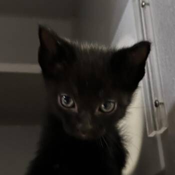 Domestic Short Hair Cats Available for Adoption in Leander, Texas - Berlioz | PetCurious