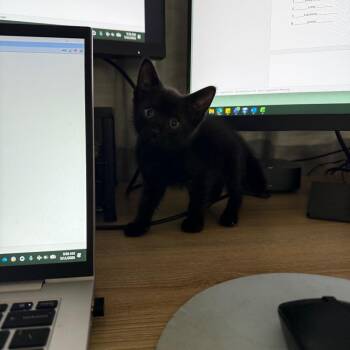 Poppy -  Domestic Medium Hair Cat for Adoption in Pinellas Park, Florida - Poppy | PetCurious