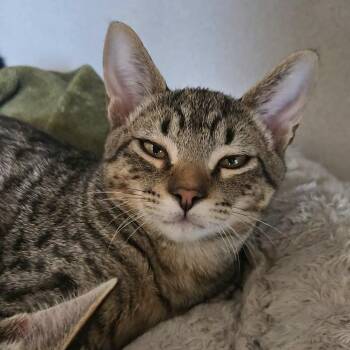 Sanji -  Domestic Short Hair Cat for Adoption in Washougal, Washington - Sanji | PetCurious
