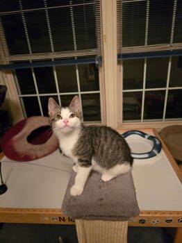 Rescue Domestic Short Hair Cats for Adoption in Duxbury, Massachusetts - Kellet | PetCurious