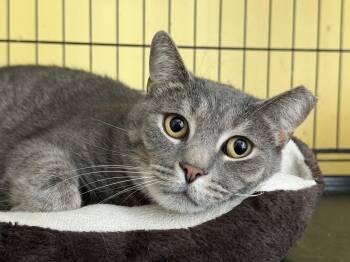 Domestic Short Hair Cats Available for Adoption - Spencer Gray | PetCurious