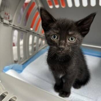 Villi -  Domestic Short Hair Cat for Adoption in Indianapolis, Indiana - Villi | PetCurious