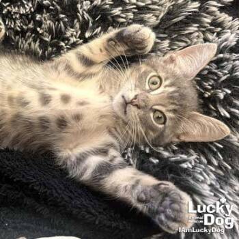 Christian -  Domestic Short Hair Cat for Adoption in Washington, District Of Columbia - Christian | PetCurious