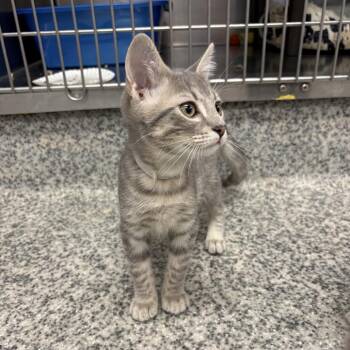 Tito -  Domestic Short Hair Cat for Adoption in Falls Church, Virginia - Tito | PetCurious