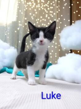 Luke -  Domestic Medium Hair Cat for Adoption in Jim Thorpe, Pennsylvania - Luke | PetCurious