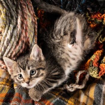 Tips -  Domestic Short Hair Cat for Adoption in Durango, Colorado - Tips | PetCurious