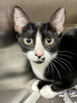 Viveca -  Domestic Short Hair Cat for Adoption in Wichita, Kansas - Viveca | PetCurious