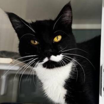 Domestic Short Hair Cats Available for Adoption in Hutchinson, Minnesota - Pongo | PetCurious