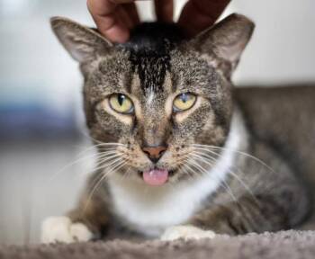 Domestic Short Hair Cats Available for Adoption in Tampa, Florida - Beelzebub | PetCurious