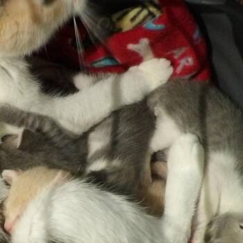 Rory -  Domestic Short Hair Cat for Adoption in New York, New York - Rory | PetCurious