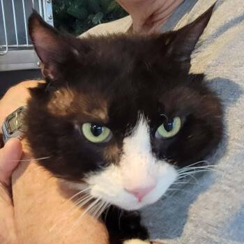 Izzik Meowton - 6 yo senior -  Domestic Short Hair Cat for Adoption in Myrtle Beach, South Carolina - Izzik Meowton - 6 Yo Senior | PetCurious