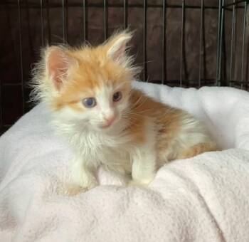 Rescue Domestic Long Hair Cats for Adoption in Bethpage, New York - Sunshine | PetCurious