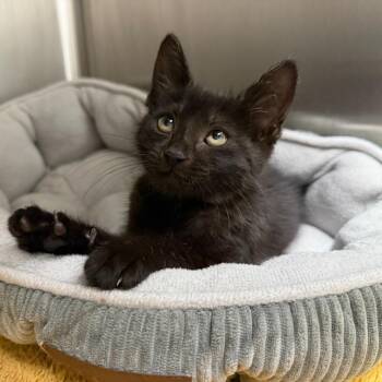 Cubby -  Domestic Short Hair Cat for Adoption in Dickinson, Texas - Cubby | PetCurious