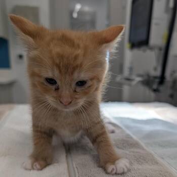 Angelica -  Domestic Medium Hair Cat for Adoption in Winston-salem, North Carolina - Angelica | PetCurious