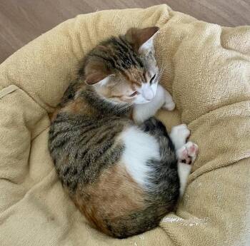 Vale (bonded with Everest) -  Calico and Torbie Cat for Adoption in Vaughan, Ontario - Vale (bonded With Everest) | PetCurious