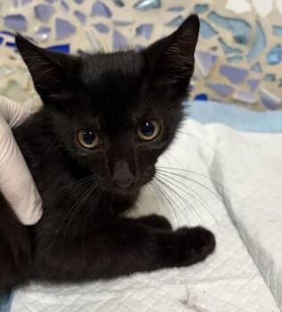 COUNT MEOWCULA -  Domestic Short Hair Cat for Adoption in Pensacola, Florida - COUNT MEOWCULA | PetCurious