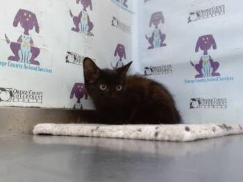 A600138 -  Domestic Medium Hair Cat for Adoption in Orlando, Florida - A600138 | PetCurious