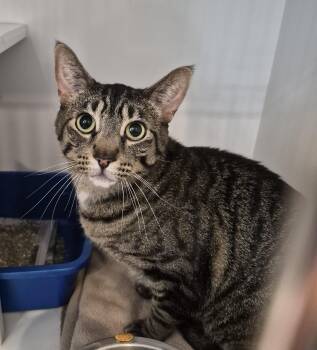 Rescue Domestic Short Hair Cats for Adoption in Blue Springs, Missouri - Spider | PetCurious