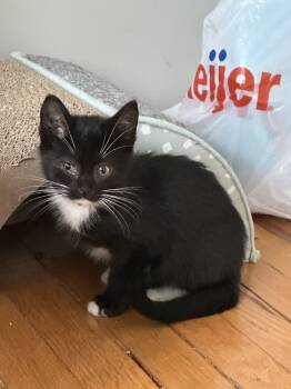 Rescue Domestic Short Hair Cats for Adoption in Oak Park, Michigan - Tarot | PetCurious